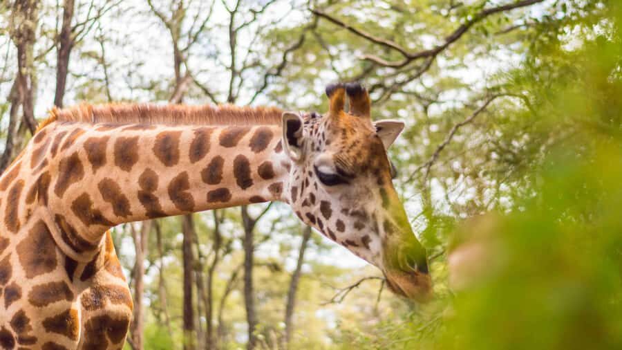 Visit to the Giraffe Centre - Key things to know before you go