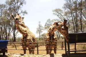 Visit to the Giraffe Centre - The sanctuary and the Rothschild giraffe story you’ll hear