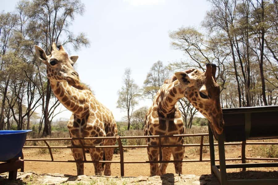 Visit to the Giraffe Centre - The sanctuary and the Rothschild giraffe story you’ll hear