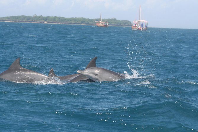 Wasini Dolphin Day Trip - Key things that make this day trip work