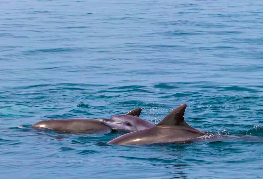 Wasini Island: Dolphin Spotting & Snorkel at Kisite Mpunguti - Key Things That Make This Tour Worth Your Time
