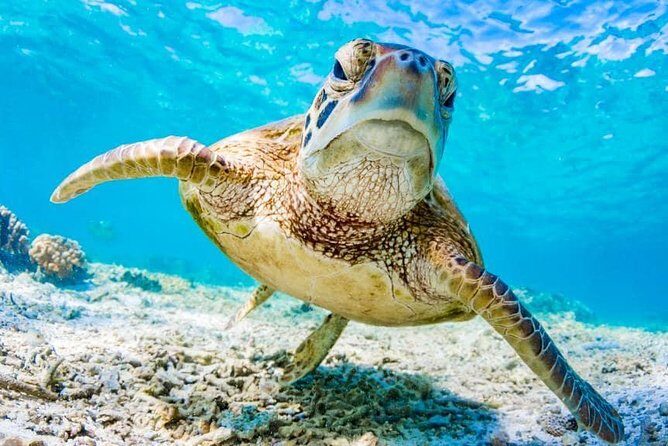 Watamu Marine Park & Sudi Island Mangrove Forest Canoe Ride.With sea food lunch - Price and value: what $101.05 buys you in Kenya’s coastal zone
